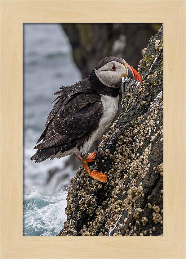 Puffins Bounty A Coastal Delight