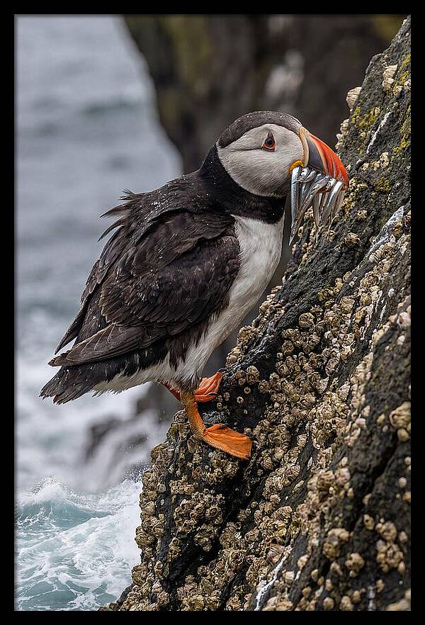 Puffins Bounty A Coastal Delight