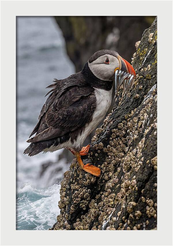 Puffins Bounty A Coastal Delight