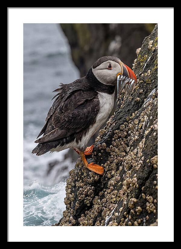 Puffins Bounty A Coastal Delight