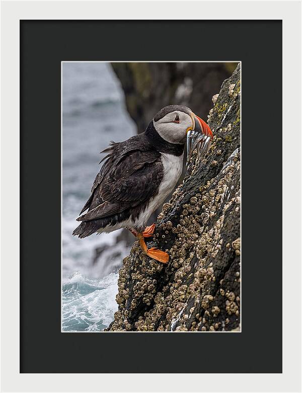 Puffins Bounty A Coastal Delight