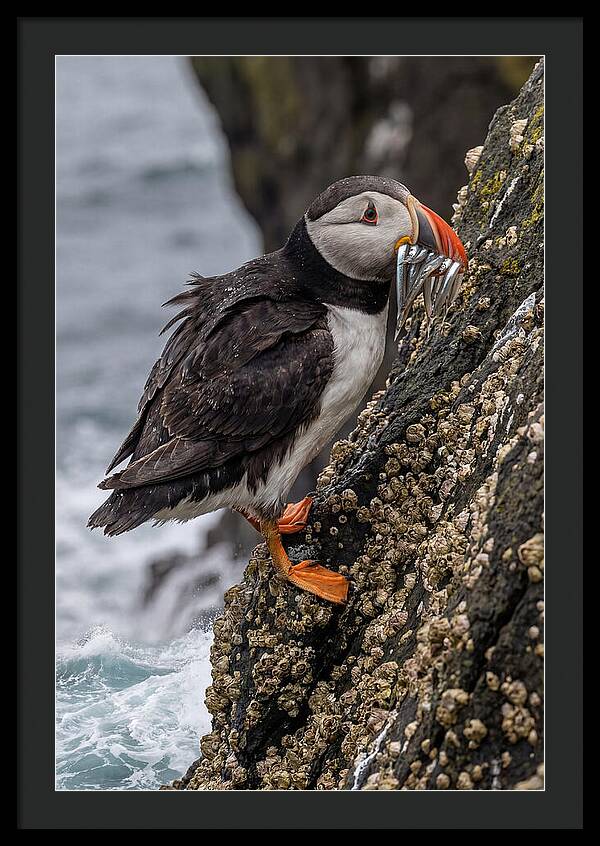 Puffins Bounty A Coastal Delight