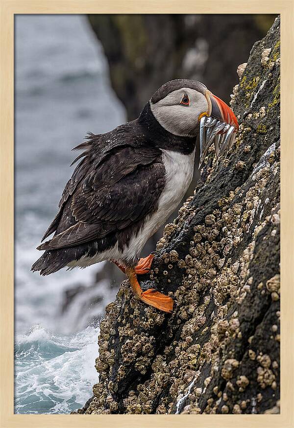 Puffins Bounty A Coastal Delight