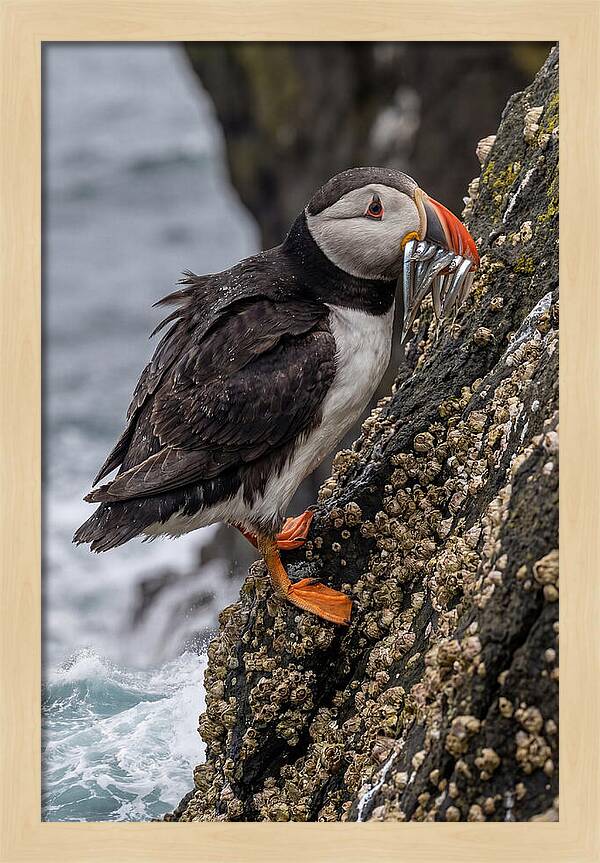 Puffins Bounty A Coastal Delight