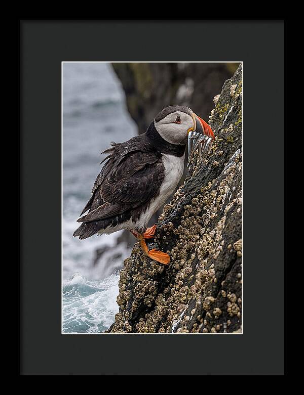 Puffins Bounty A Coastal Delight