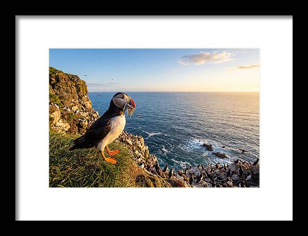 Puffins Bounty A Coastal Tale