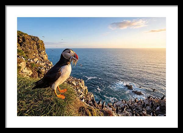 Puffins Bounty A Coastal Tale