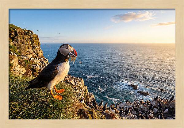 Puffins Bounty A Coastal Tale