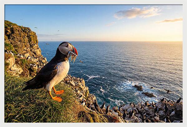 Puffins Bounty A Coastal Tale