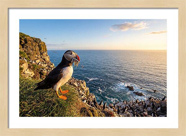 Puffins Bounty A Coastal Tale