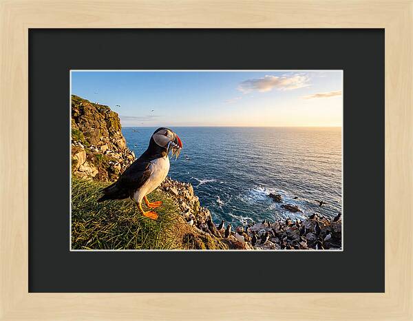 Puffins Bounty A Coastal Tale