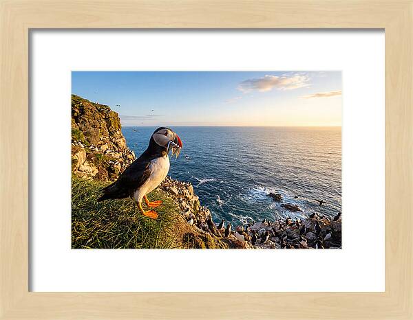 Puffins Bounty A Coastal Tale