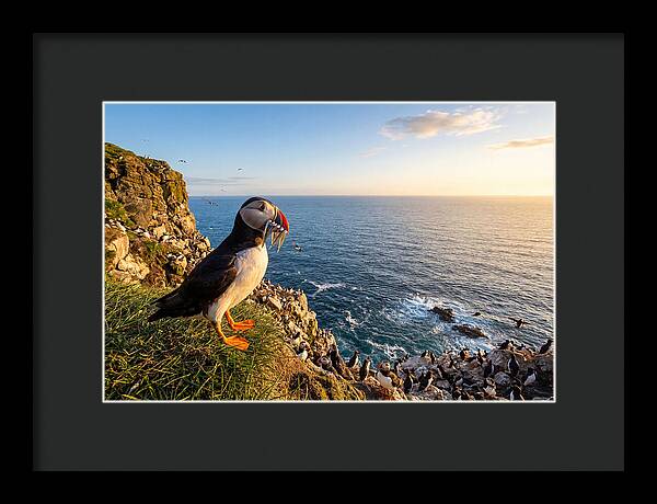 Puffins Bounty A Coastal Tale