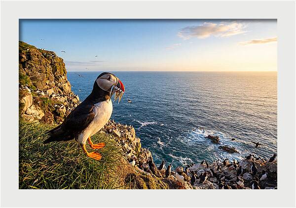 Puffins Bounty A Coastal Tale