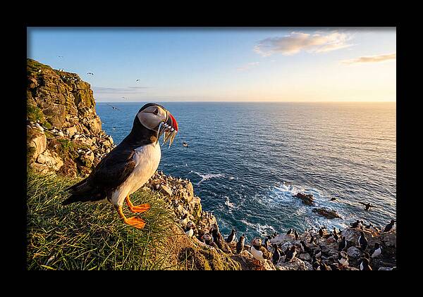 Puffins Bounty A Coastal Tale