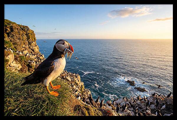 Puffins Bounty A Coastal Tale