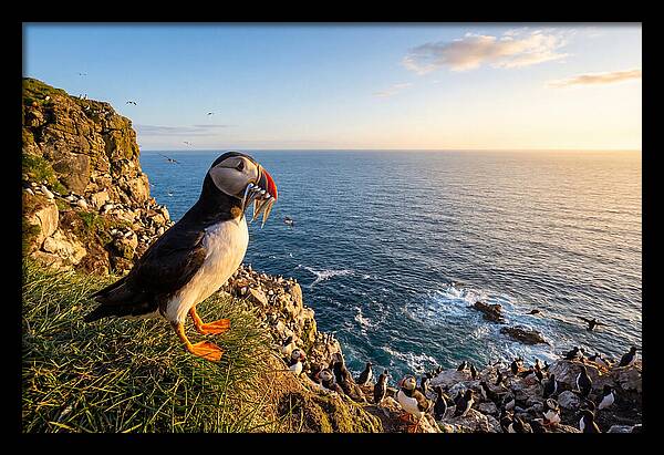 Puffins Bounty A Coastal Tale
