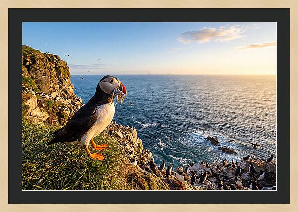 Puffins Bounty A Coastal Tale