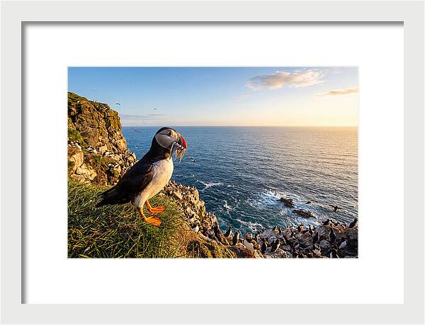 Puffins Bounty A Coastal Tale