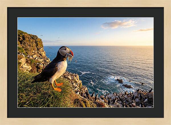 Puffins Bounty A Coastal Tale