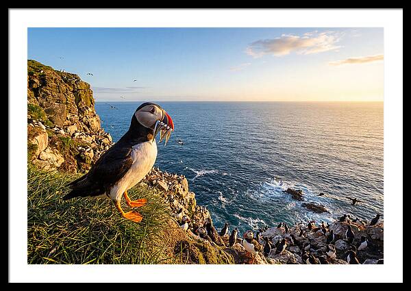 Puffins Bounty A Coastal Tale