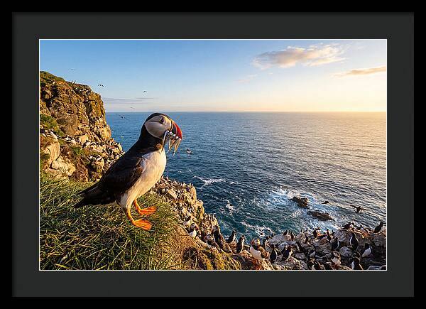 Puffins Bounty A Coastal Tale