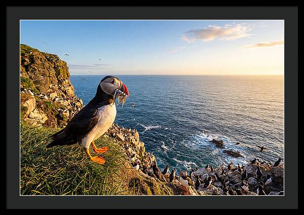 Puffins Bounty A Coastal Tale