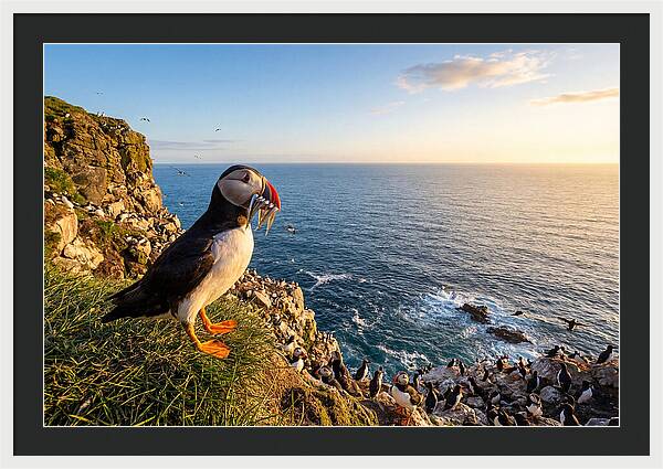 Puffins Bounty A Coastal Tale