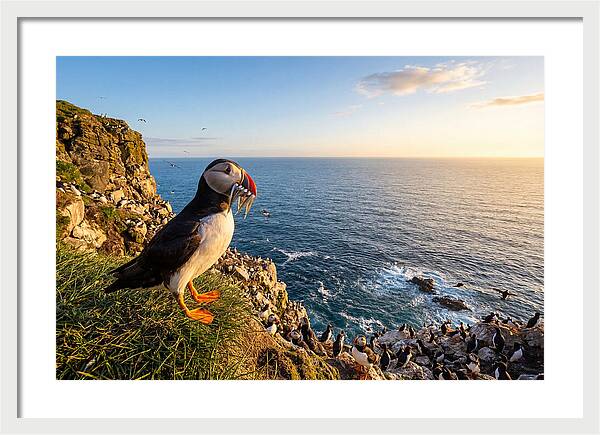 Puffins Bounty A Coastal Tale