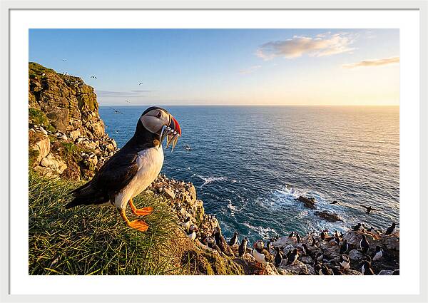 Puffins Bounty A Coastal Tale