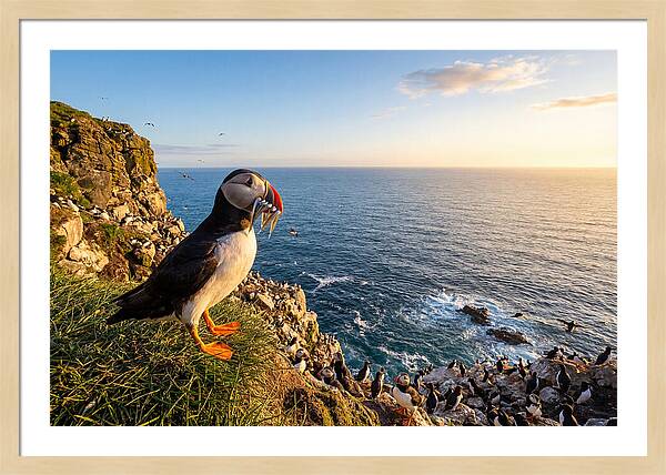 Puffins Bounty A Coastal Tale