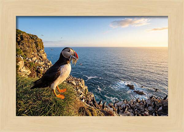 Puffins Bounty A Coastal Tale