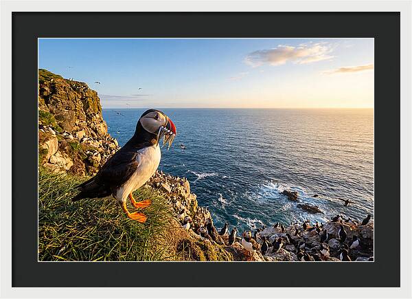 Puffins Bounty A Coastal Tale