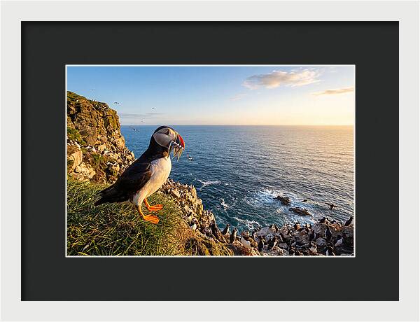 Puffins Bounty A Coastal Tale