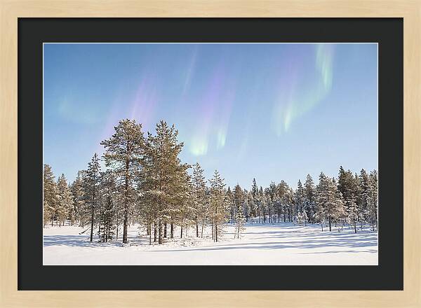 Purple And Green Aurora Over Snow