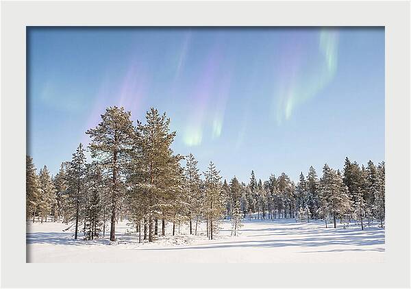 Purple And Green Aurora Over Snow