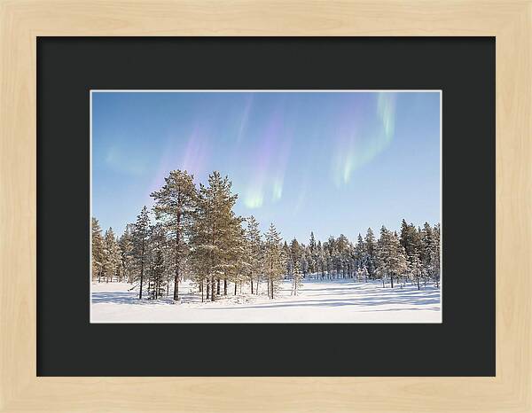 Purple And Green Aurora Over Snow