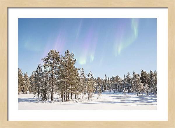 Purple And Green Aurora Over Snow