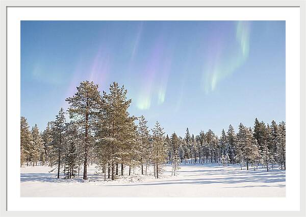 Purple And Green Aurora Over Snow