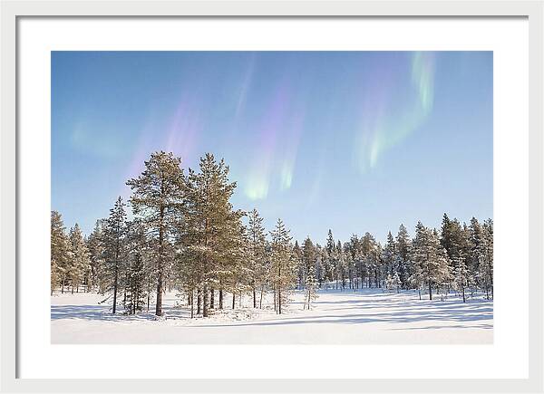 Purple And Green Aurora Over Snow