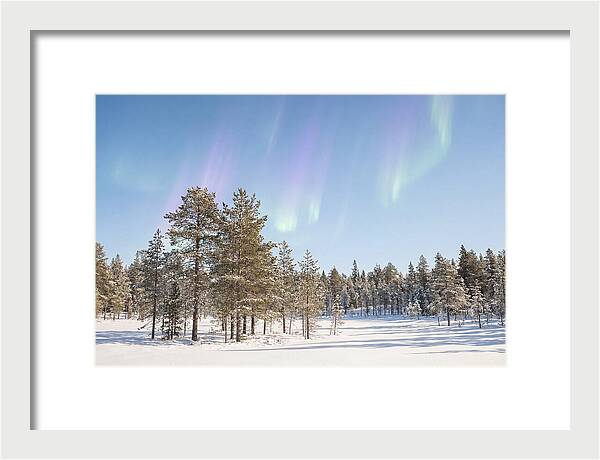 Purple And Green Aurora Over Snow