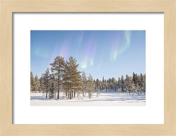 Purple And Green Aurora Over Snow