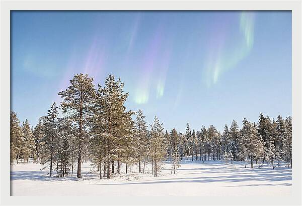 Purple And Green Aurora Over Snow