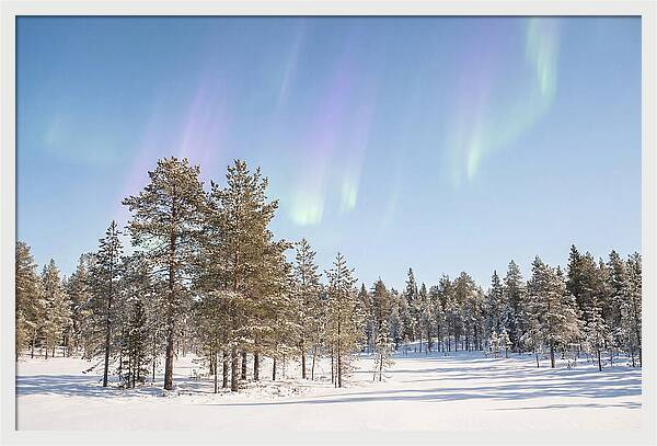 Purple And Green Aurora Over Snow