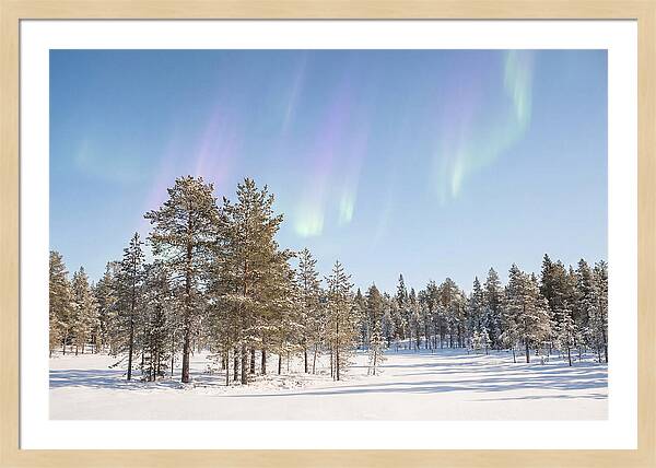 Purple And Green Aurora Over Snow