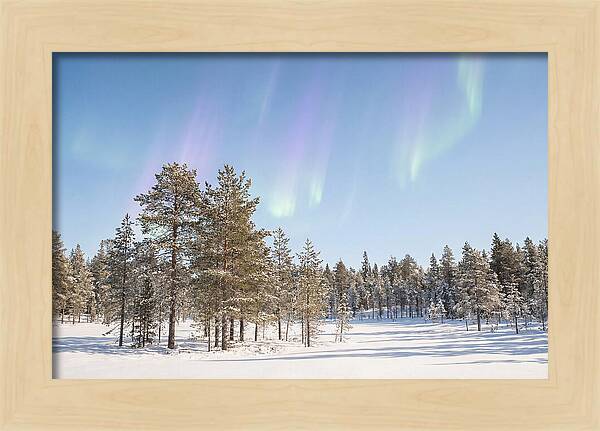 Purple And Green Aurora Over Snow