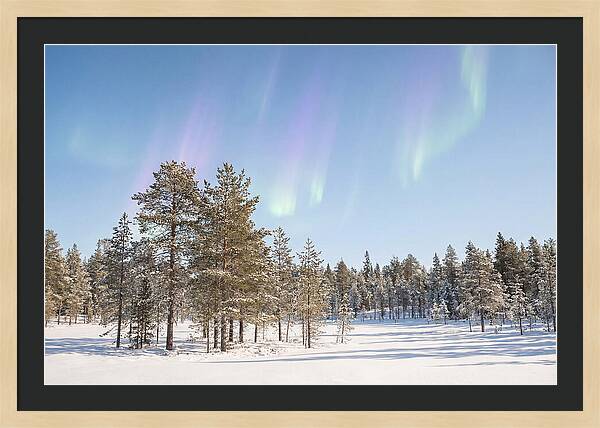 Purple And Green Aurora Over Snow