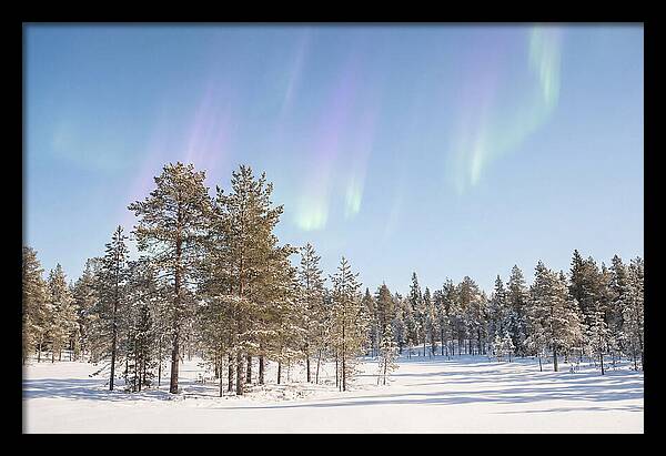 Purple And Green Aurora Over Snow