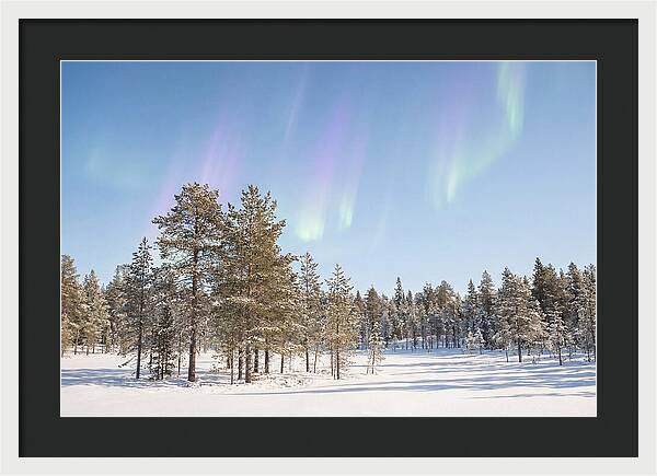 Purple And Green Aurora Over Snow