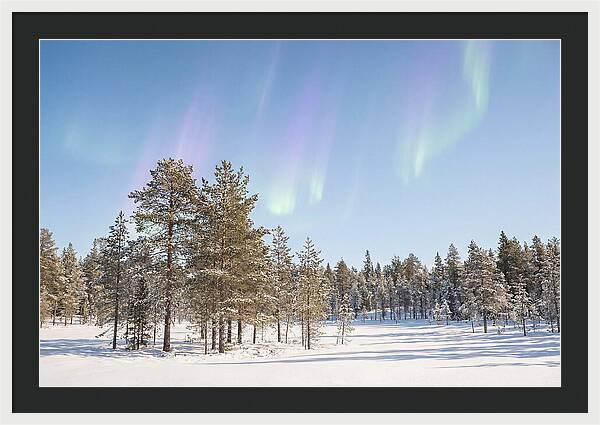Purple And Green Aurora Over Snow